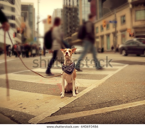 Dog\
sitting on a busy street, Toronto Downtown, Canada\
