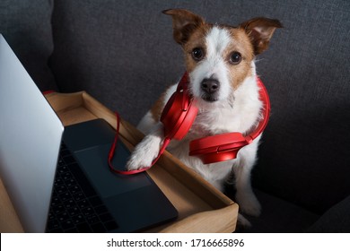 A Dog Sitting On A Couch