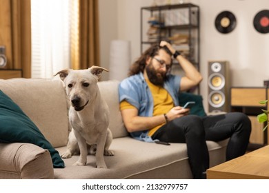 The Dog Is Sitting On The Couch In The Living Room. In The Background Is His Owner Who Got Bad News On His Phone.