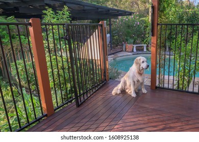 Dog Sitting On The Deck With The Pool Gate Open