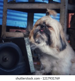 The Dog Is Sitting On The Fan Blowing The Body And Face. On A Hot Summer Day.