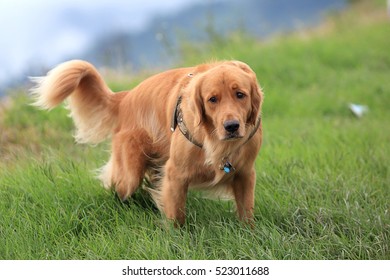 Dog Sitting On The Grass