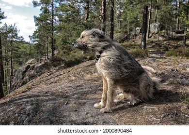 A Dog Sitting On A Rock Is Blown By The Wind