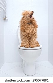 Dog sitting on toilet at home.