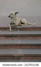 Dog Sitting On Top Of Stairs