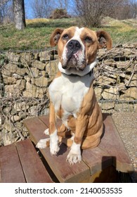 A Dog Sitting On The Top Of Stairs