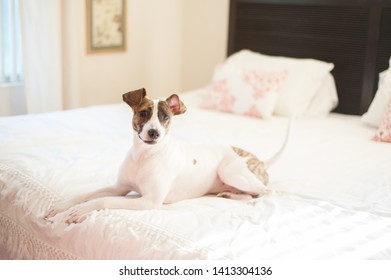 Dog Sitting On White Bed With Ears Perked Up