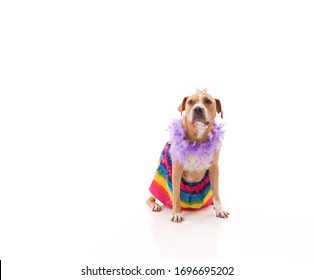 Dog Sitting On White Wearing Rainbow Tutu Feather Boa And Crown