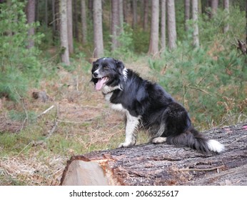 1,620 Dog Sitting On Log Images, Stock Photos & Vectors | Shutterstock