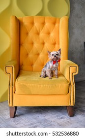 Dog Sitting On Yellow Chair.