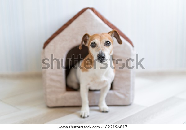Dog\
sitting in pet booth. Cozy house inside\
interior