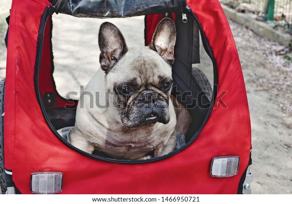 The dog is sitting in a pet stroller (pram). Cute French
Bulldog. 