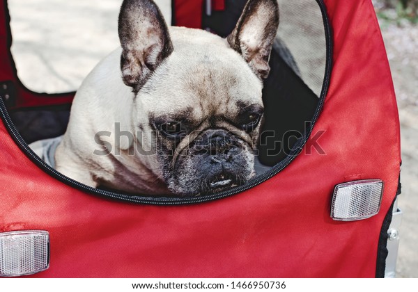 The dog is sitting in a pet stroller (pram). Cute French\
Bulldog. 
