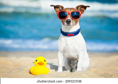 dog sitting with plastic rubber duck at the beach with ocean  as background