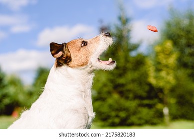 Dog sitting in profile catching in air juicy piece of fresh watermelon treat