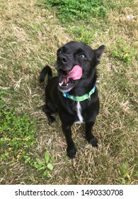 Dog Sitting Still Licking Lips