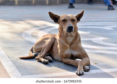 Dog Sitting And Taking Rest In Enter Of Park Gate