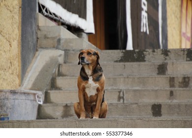 Dog Sitting Upstairs