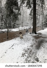 Dog Sitting In A Winter Setting By A Running Brook