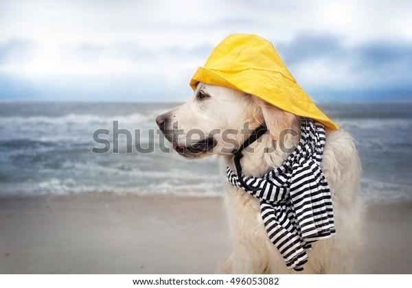 dog rain hat yellow