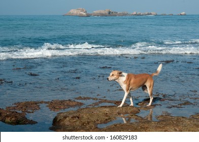 The dog is situated against the blue ocean background. The dog walks along the coast.