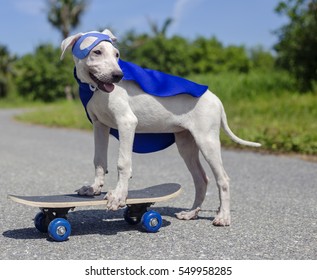 Dog Skateboard Street Mammal Costume Canine
