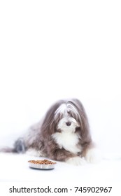 A Dog Is Skeptical About His New Food On A White Isolated Vertical Background With Text Area. Cautious Eater. Finicky Eater. 