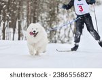 Dog skijoring. Winter sport championship competition. Samoyed sled dog pull musher on ski.