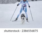 Dog skijoring. Winter sport championship competition. Husky sled dog pull musher on ski.