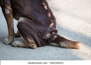 Dog Skin Disease. The Wound 