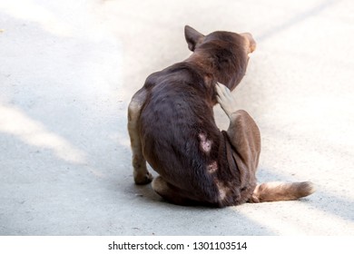 Dog Skin Disease. The Wound 