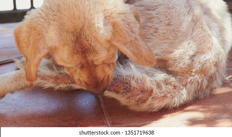 Dog Skin Medicine  Theme. Labrador Biting His Tail