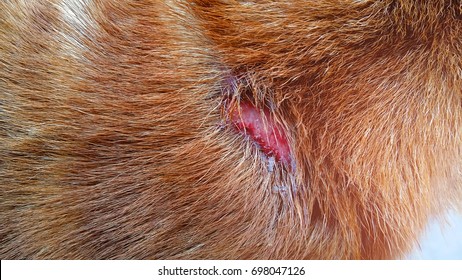 what to put on a scab on a dog