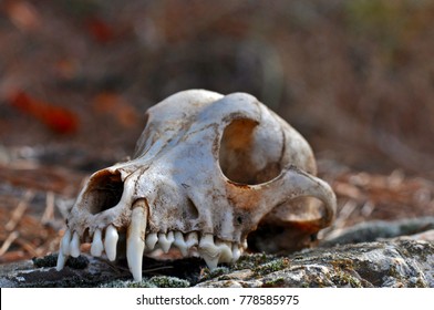 Dog skull in the forest