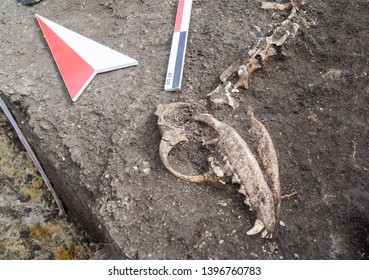 Dog Skull Found During Archaeological Excavation