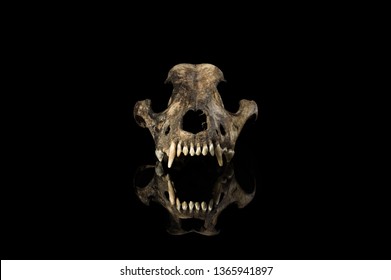 Dog Skull Front View Isolated Black Background With Mirror Reflection