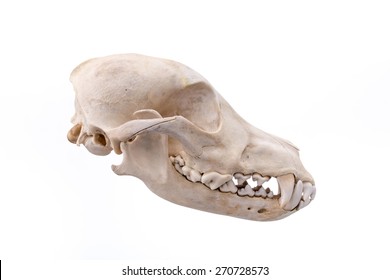 Dog Skull High Res Stock Images Shutterstock