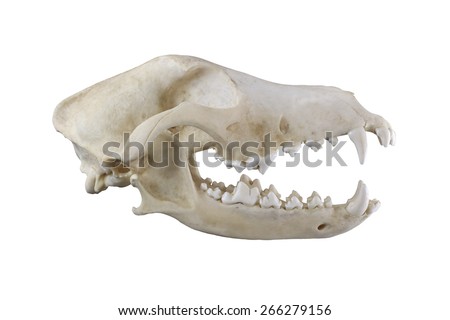 Dog skull isolated on a white background