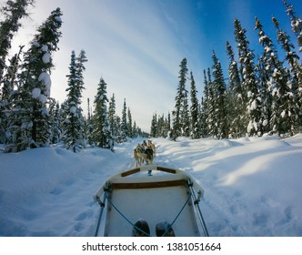 Dog Sled Near Fairbanks, AK， Gopro Viewpoint