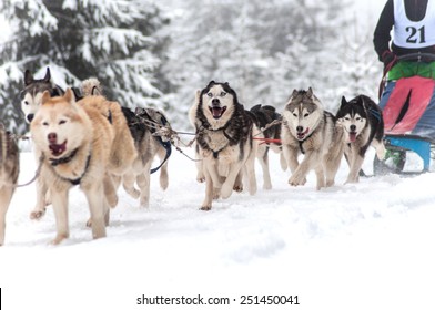 Dog sled race