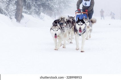 Dog Sled Race