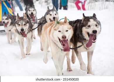 Dog sled race with husky dogs