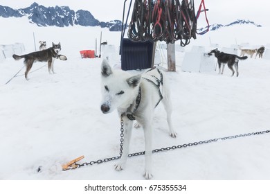 Dog Sled Ride On Top Of The Mountain