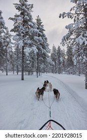 Dog Sled Ride Through Snowy Pine Forests Of Northern Finland, First Person POV View