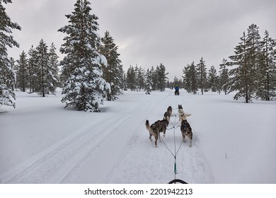 Dog Sled Ride Through Snowy Pine Forests Of Northern Finland, First Person POV View