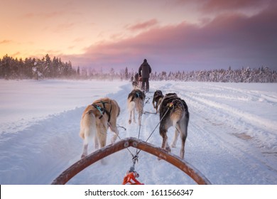 Dog Sled In Swedish Lapland