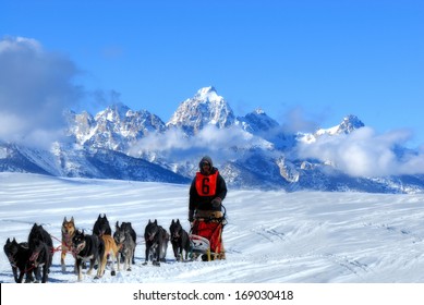 Dog Sled team in the Great American Dog sled race. They are running through the mountains in the snow.