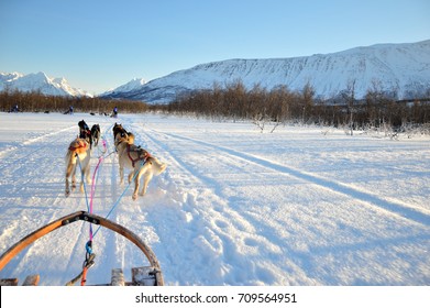 Dog Sledding