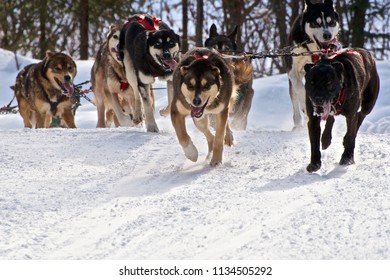 dog sledding in alaska