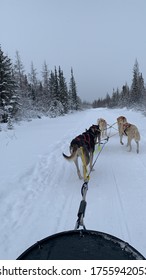 Dog Sledding In Churchill, Canada